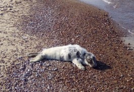 На пляже Куршской косы обнаружили детёныша серого тюленя (фото)