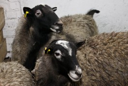 Под Черняховском волки загрызли отару овец: полиция рекомендует нанимать пастухов