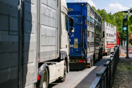 «Фура как курятник»: бизнесмены недовольны тарифами на перевозку грузов из Калининграда
