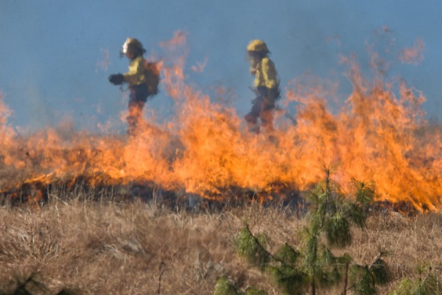 К тушению горящей травы в Калининградской области за сутки привлекли 115 пожарных