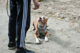 В Светлогорске жильцы дома судятся с соседом, который выпускает бойцовскую собаку гулять одну 