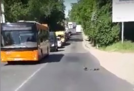 Семейство уток остановило движение на улице Емельянова в Калининграде (видео)