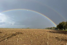 Фермер в Зеленоградском округе хочет вырастить облепиховый сад в форме сердца