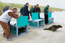 В Калининградской области выпустили в море ещё троих спасённых тюленят (фото)