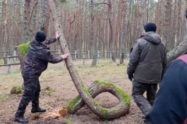 В Танцующем лесу на Куршской косе спилили дерево-кольцо