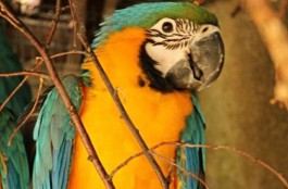 Сбежавшего из калининградского зоопарка попугая нашли, но не могут поймать