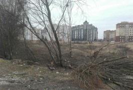 На улице Артиллерийской в Калининграде вырубили деревья на месте строительства школы