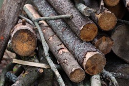 Прокуратура требует с арендаторов леса 20 млн рублей за незаконную вырубку под Полесском