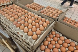 Из Калининградской области в августе в другие регионы отправили 3,7 миллиона куриных яиц