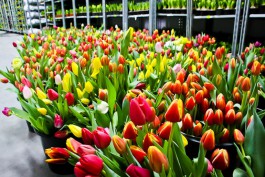 Калининградский производитель начал поставлять тюльпаны в Голландию