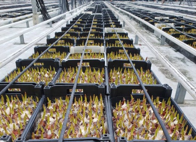 Под Гвардейском планируют вырастить 7,5 млн тюльпанов к 14 февраля и 8 марта