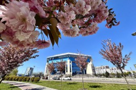 «Под розовым куполом»: возле дворца спорта «Янтарный» в Калининграде зацвела аллея сакур (фото)