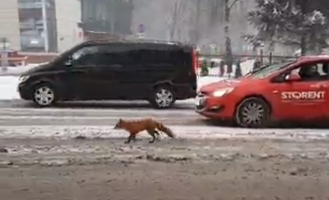 По центру Калининграда гуляет дикая лиса