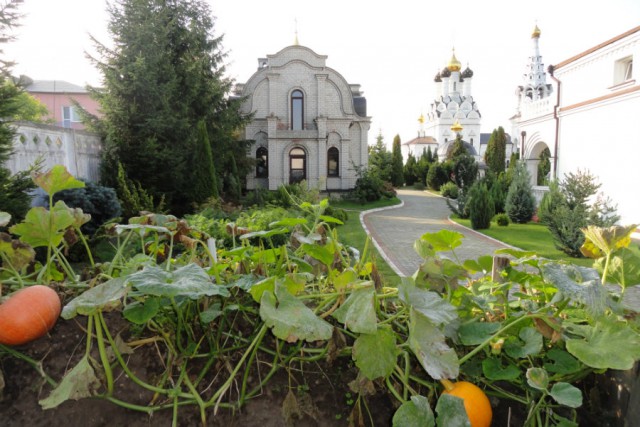 Вместо цветов на клумбах перед храмом в Багратионовске посадили овощи (фото) (фото)