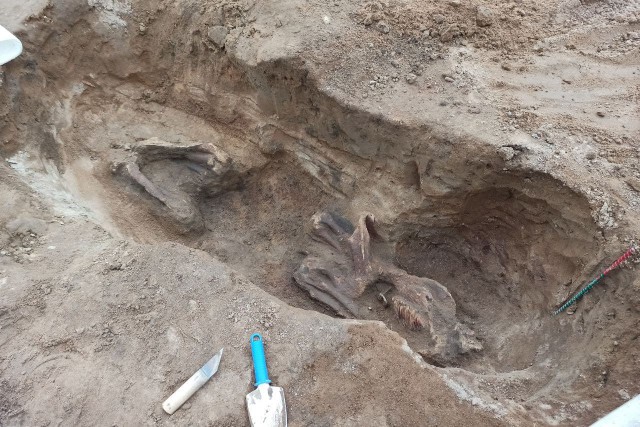 «Оружие, черепа коней и медвежий коготь»: в Калининградской области исследовали древний некрополь племени скалвов 