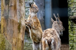 Калининградский зоопарк с 1 марта меняет график работы