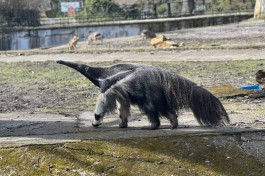 Калининградский зоопарк изменил режим работы