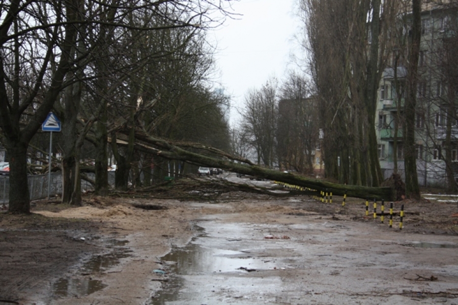 Два человека пострадали от ураганного ветра в Калининграде (видео)