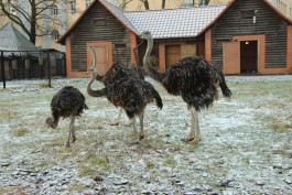 Калининградский зоопарк разыскивает очевидцев гибели страуса и готовит заявление в полицию