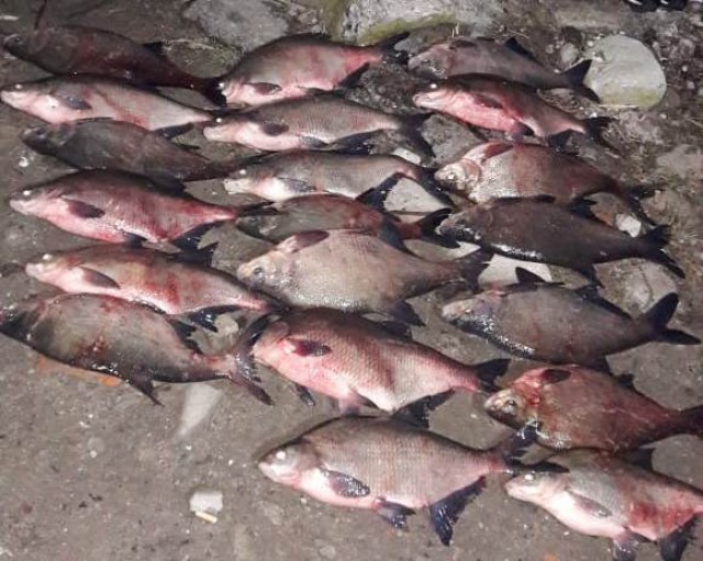 Полицейские возбудили уголовное дело за незаконную ловлю рыбы в Калининградском заливе