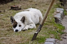 Жителю Нестеровского района грозит до шести месяцев тюрьмы за убийство своей собаки