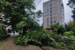 Администрация Калининграда: Последствия утренних ветров город будет разгребать ещё почти неделю