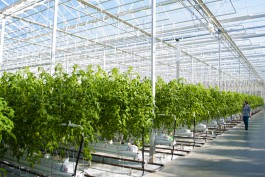 «Ранние помидоры»: под Гвардейском строят теплицу для рассады на 250 тысяч растений