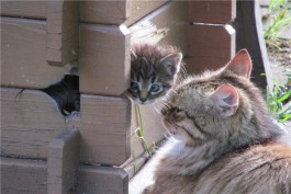 Кошка Семёновна с котёнком 