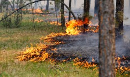 Из-за пожара на Балтийской косе сгорели шесть гектаров леса
