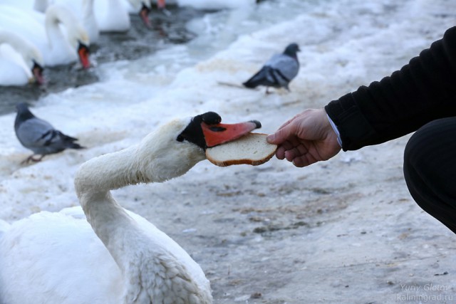 В Калининграде у погибших на берегу Преголи лебедей обнаружили птичий грипп