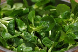 Минсельхоз: В Калининградской области выращивают шесть видов салата