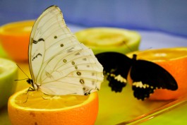«Бабочки на ладони»: фоторепортаж Калининград.Ru (фото)