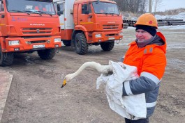 Сотрудники Янтарного комбината спасли лебедя, застрявшего в Приморском карьере (фото)