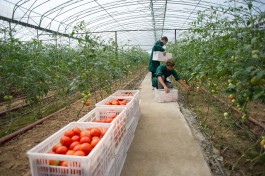 Из-за засухи самообеспеченность овощами в Калининградской области сократилась до 57% 
