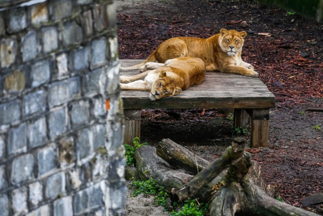 В Калининградском зоопарке умерла 21-летняя львица Тисса