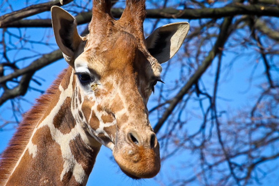 Администрация зоопарка: Жирафёнок умер от тромбоза сердца