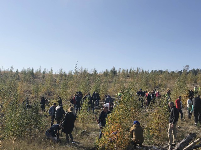 На Куршской косе волонтёры высадили 1200 сосен