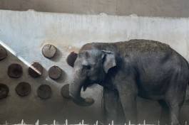 В Калининградском зоопарке временно закрыли павильон со слонихой Преголей из-за её плохого самочувствия 