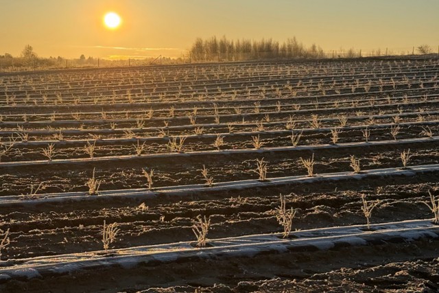 В Зеленоградском округе высадили почти четыре гектара жимолости и ирги