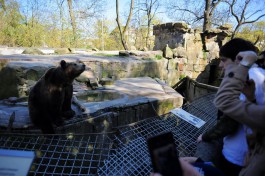 Калининградский зоопарк рассчитывает получить 25 млн рублей на ремонт старого медвежатника