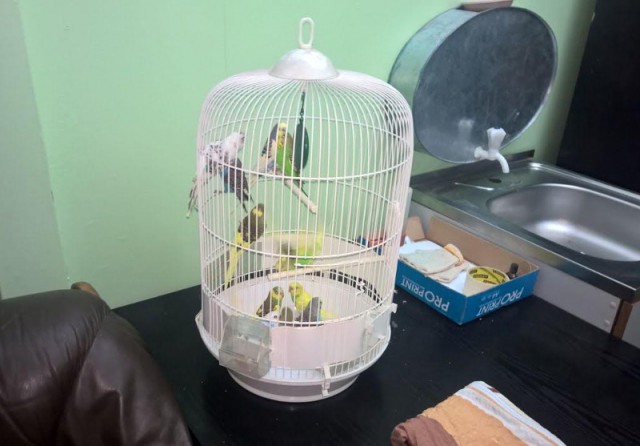В Калининградскую область пытались ввезти 11 нелегальных попугаев