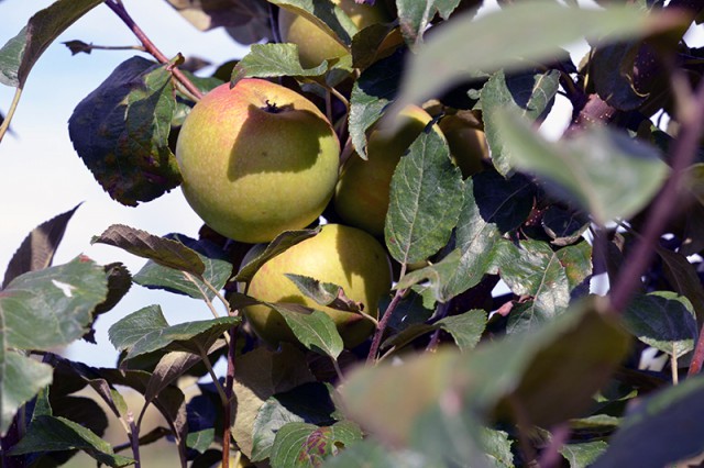 Калининградские аграрии рассказали, где можно купить местные яблоки