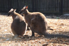Ночью от нападения бродячих собак погибли два кенгуру в калининградском зоопарке 