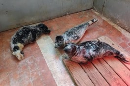 Сотрудники калининградского зоопарка спасли трёх детёнышей балтийских тюленей