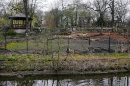 Для строительства медвежатника в Калининградском зоопарке разрешили вырубить 48 деревьев 