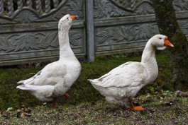«Если получится, будет фуа-гра»: в Гурьевском округе планируют выращивать гусей