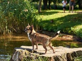 «Качество как для людей»: польские корма для собак Dolina Noteci Premium теперь можно купить в Калининграде