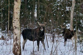 Водителей просят быть внимательнее на дорогах Куршской косы из-за миграции лосей