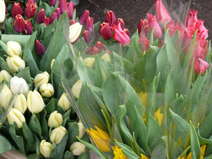 За две недели объёмы поставок цветов в Калининградскую область увеличились в десять раз