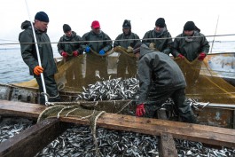 Алиханов показал, как добывают салаку в Калининградском заливе (фото)